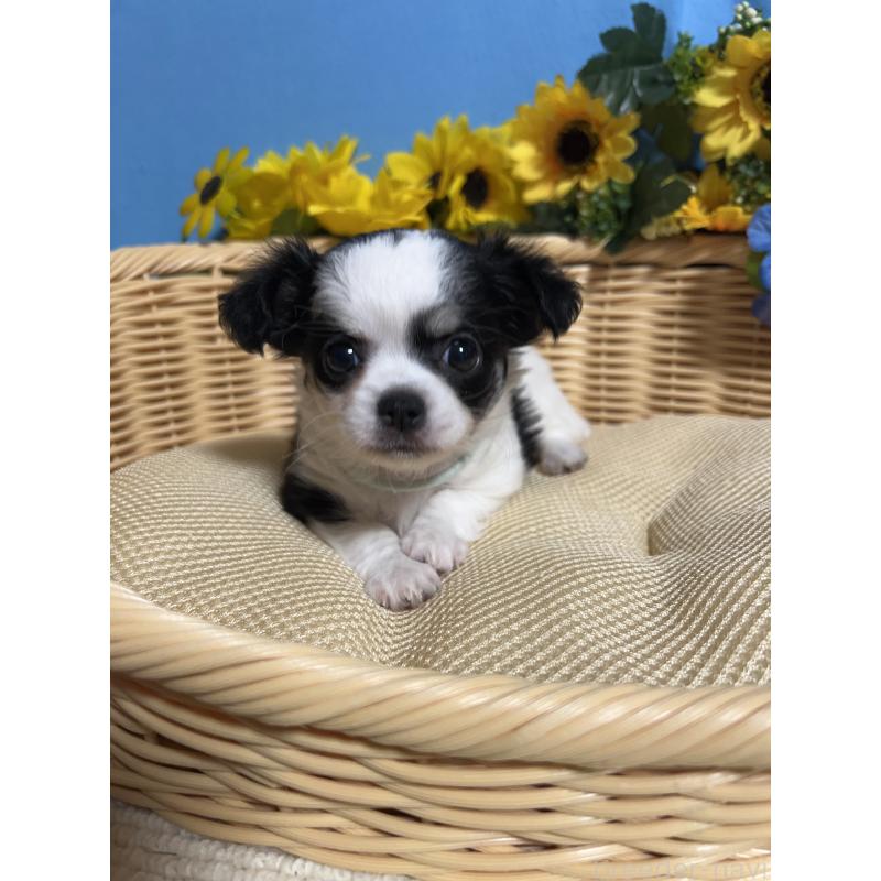 販売中の福岡県のチワワ(ロングコート)-434006の7枚目