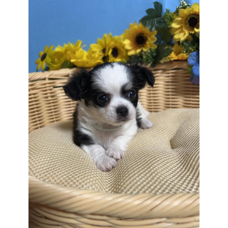 販売中の福岡県のチワワ(ロングコート)-434006の6枚目