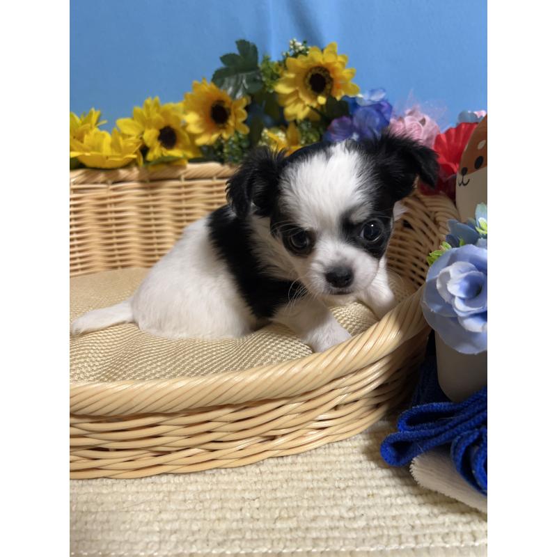 販売中の福岡県のチワワ(ロングコート)-434006の5枚目