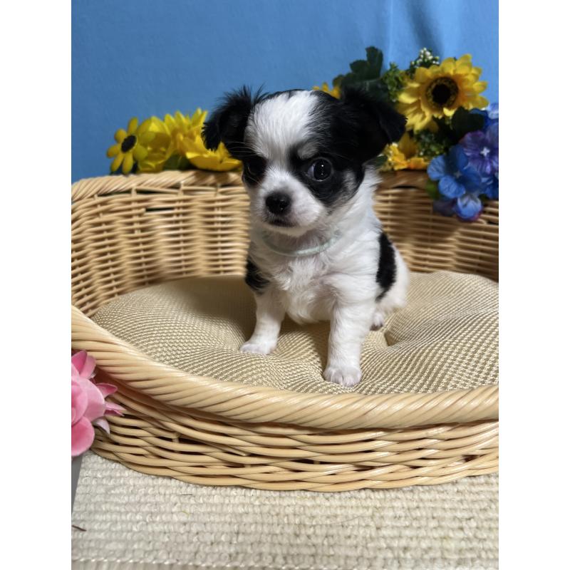 販売中の福岡県のチワワ(ロングコート)-434006の4枚目