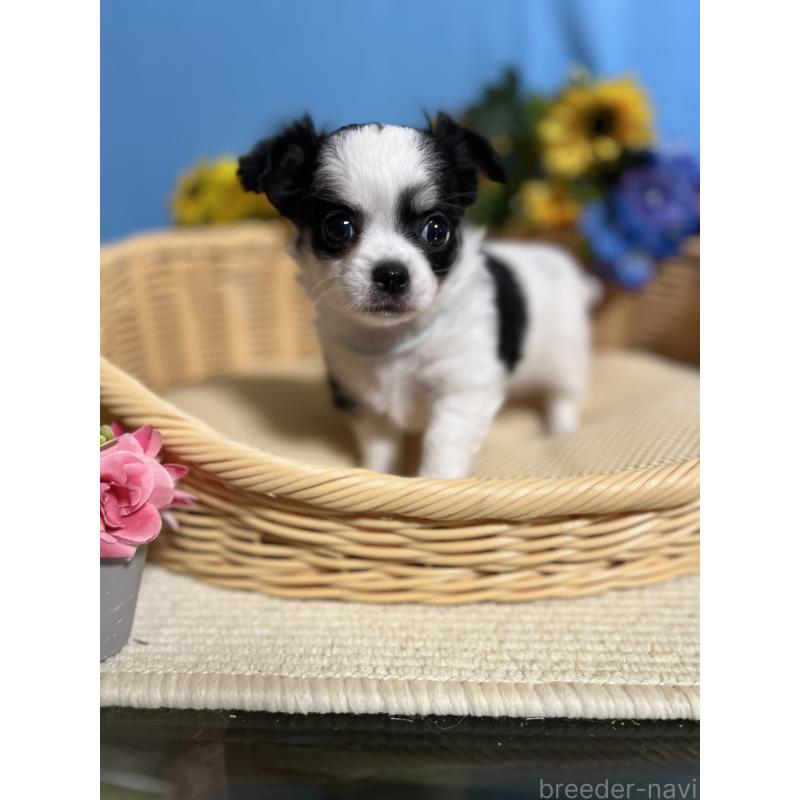 販売中の福岡県のチワワ(ロングコート)-434006の3枚目