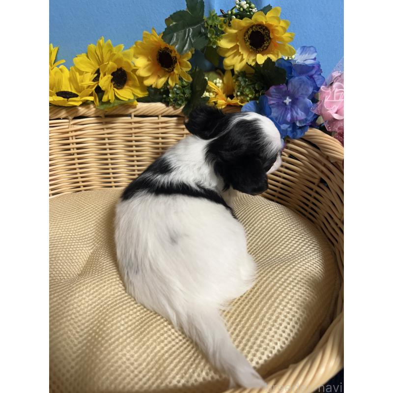 販売中の福岡県のチワワ(ロングコート)-434006の2枚目