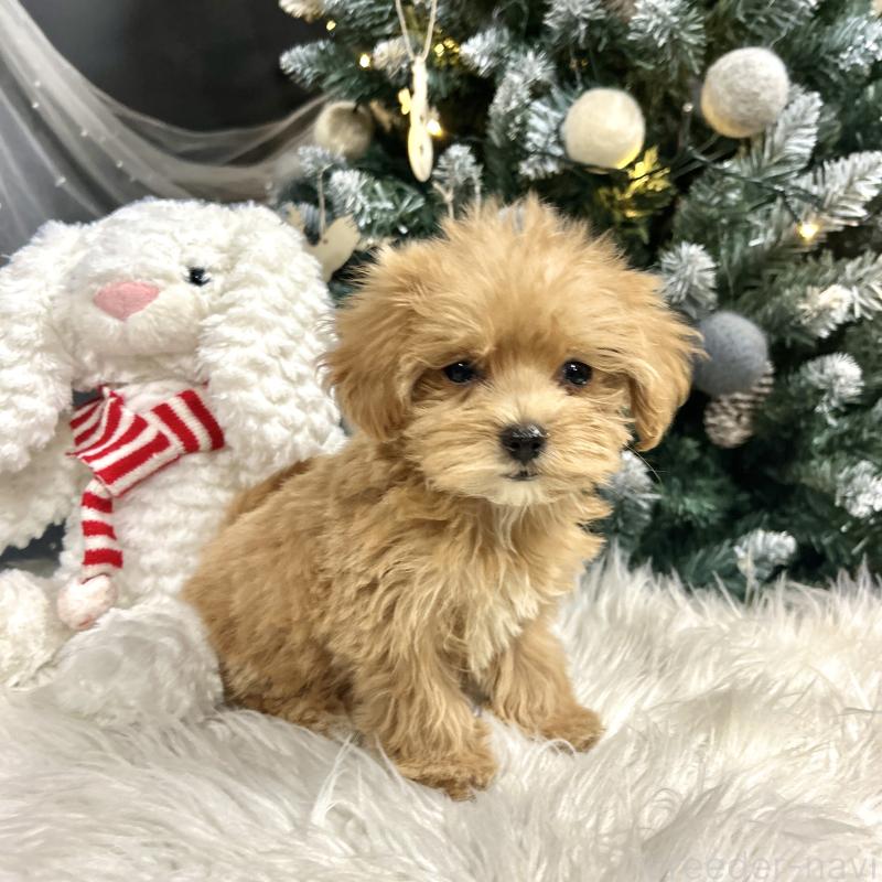 販売中の栃木県のマルプー:マルチーズ×トイプードル-434007の10枚目