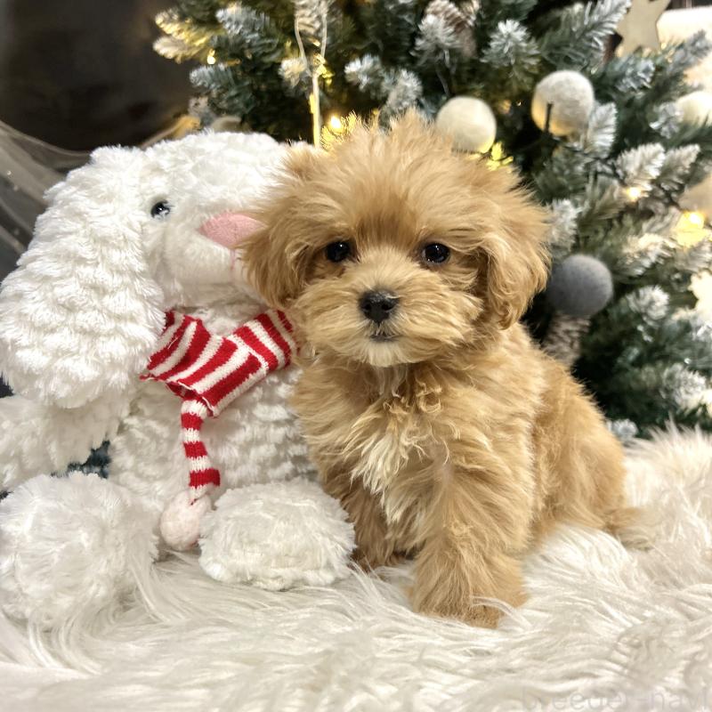 販売中の栃木県のマルプー:マルチーズ×トイプードル-434007の9枚目