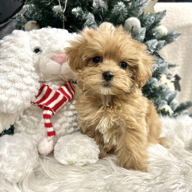 販売中の栃木県のマルプー:マルチーズ×トイプードル-434007の8枚目