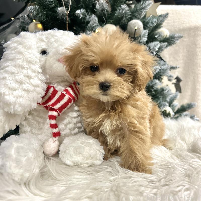 販売中の栃木県のマルプー:マルチーズ×トイプードル-434007の7枚目