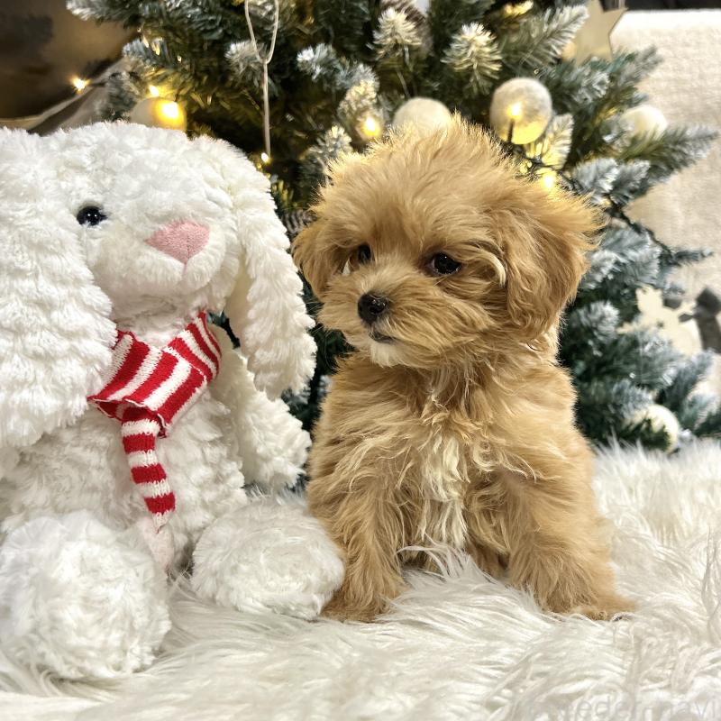 販売中の栃木県のマルプー:マルチーズ×トイプードル-434007の6枚目