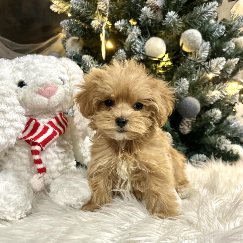 販売中の栃木県のマルプー:マルチーズ×トイプードル-434007の5枚目