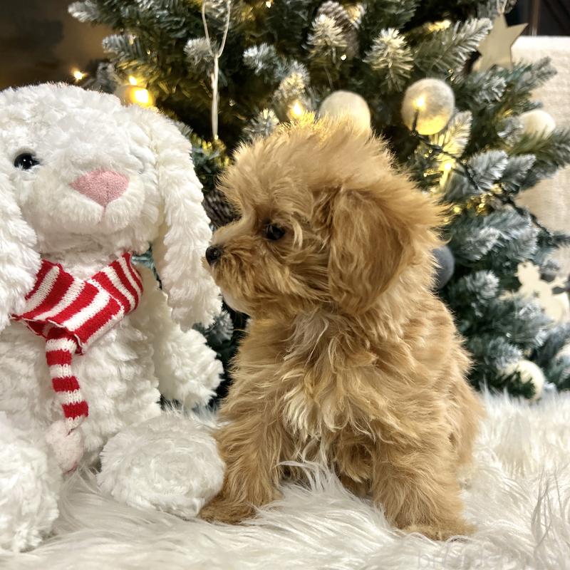 販売中の栃木県のマルプー:マルチーズ×トイプードル-434007の4枚目