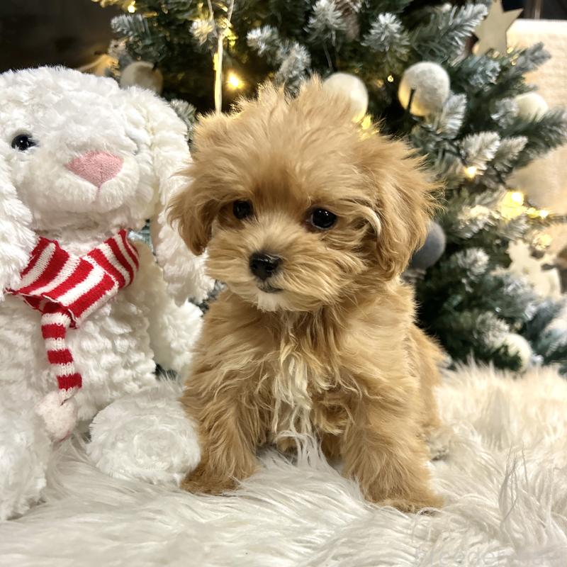 販売中の栃木県のマルプー:マルチーズ×トイプードル-434007の3枚目