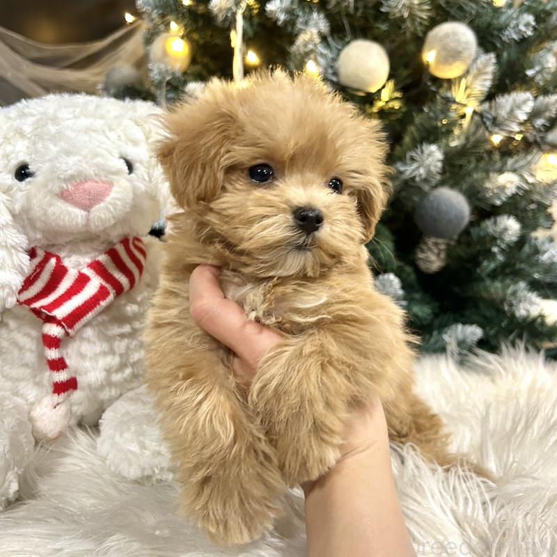 販売中の栃木県のマルプー:マルチーズ×トイプードル-434007の2枚目