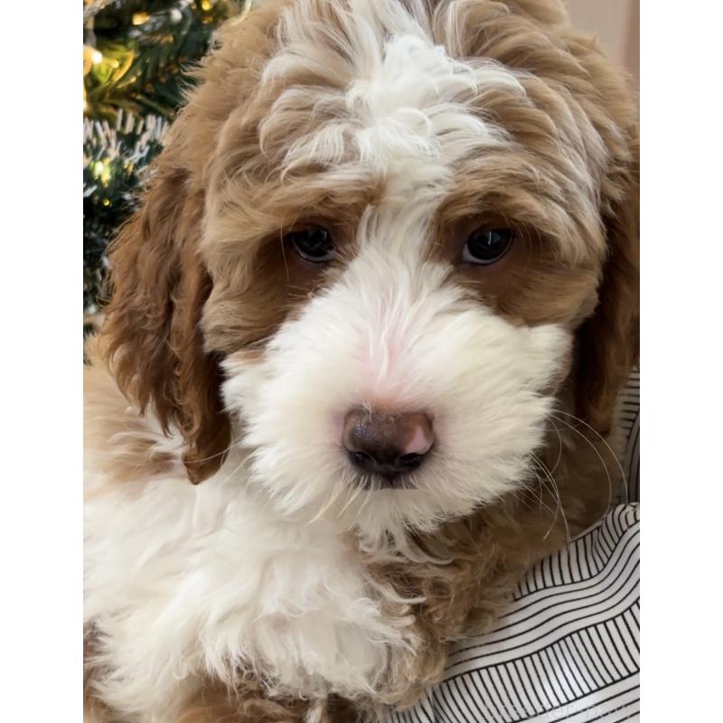 販売中の熊本県のバーニードゥードル:バーニーズ×スタンダードプードル-427089の2枚目