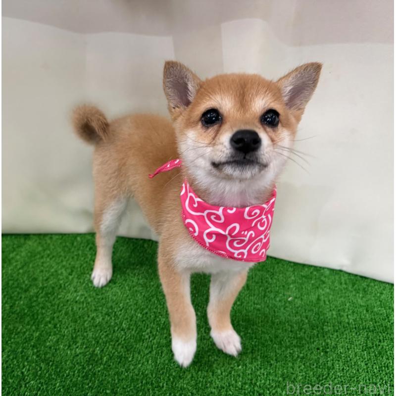 販売中の神奈川県の豆柴-433306