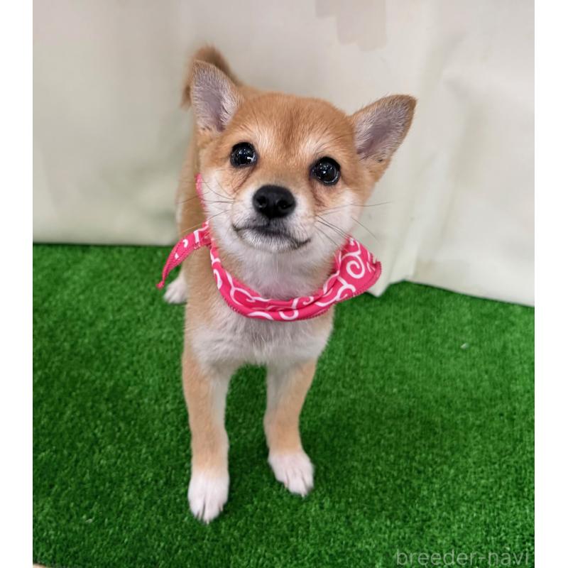 成約済の神奈川県の豆柴-433306の3枚目