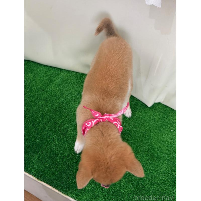 成約済の神奈川県の豆柴-433306の2枚目