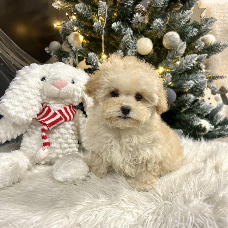 販売中の栃木県のマルプー:マルチーズ×トイプードル-434009の12枚目