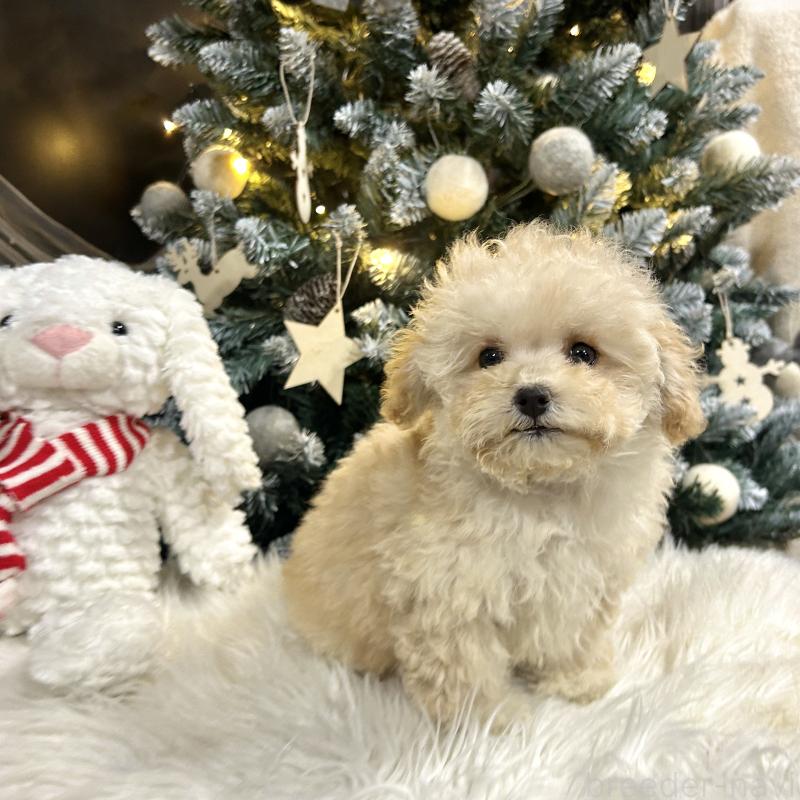 販売中の栃木県のマルプー:マルチーズ×トイプードル-434009の11枚目