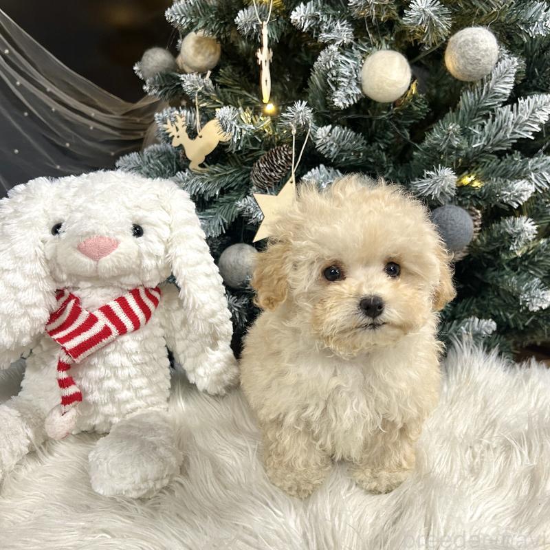 販売中の栃木県のマルプー:マルチーズ×トイプードル-434009の10枚目