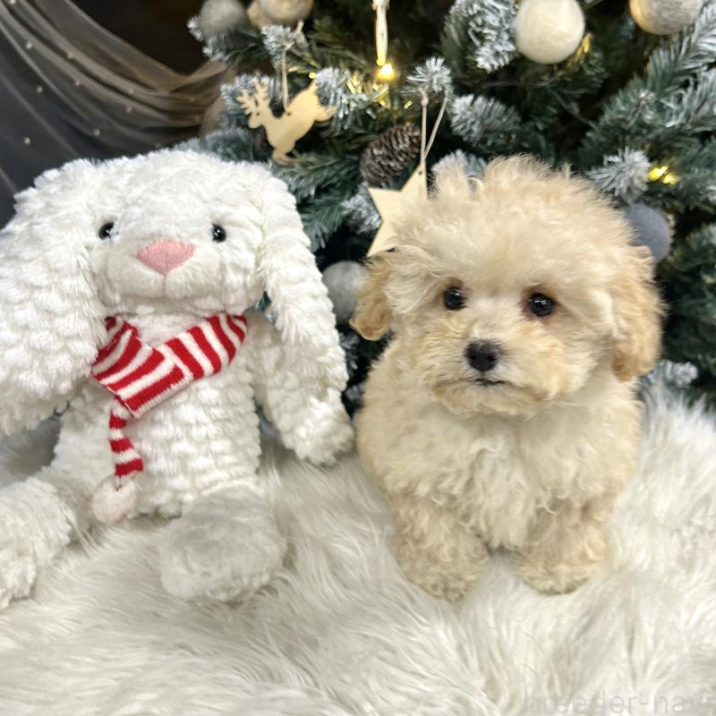 販売中の栃木県のマルプー:マルチーズ×トイプードル-434009の9枚目