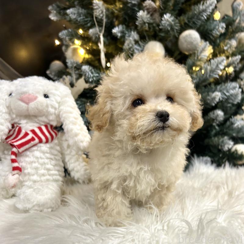 販売中の栃木県のマルプー:マルチーズ×トイプードル-434009の8枚目