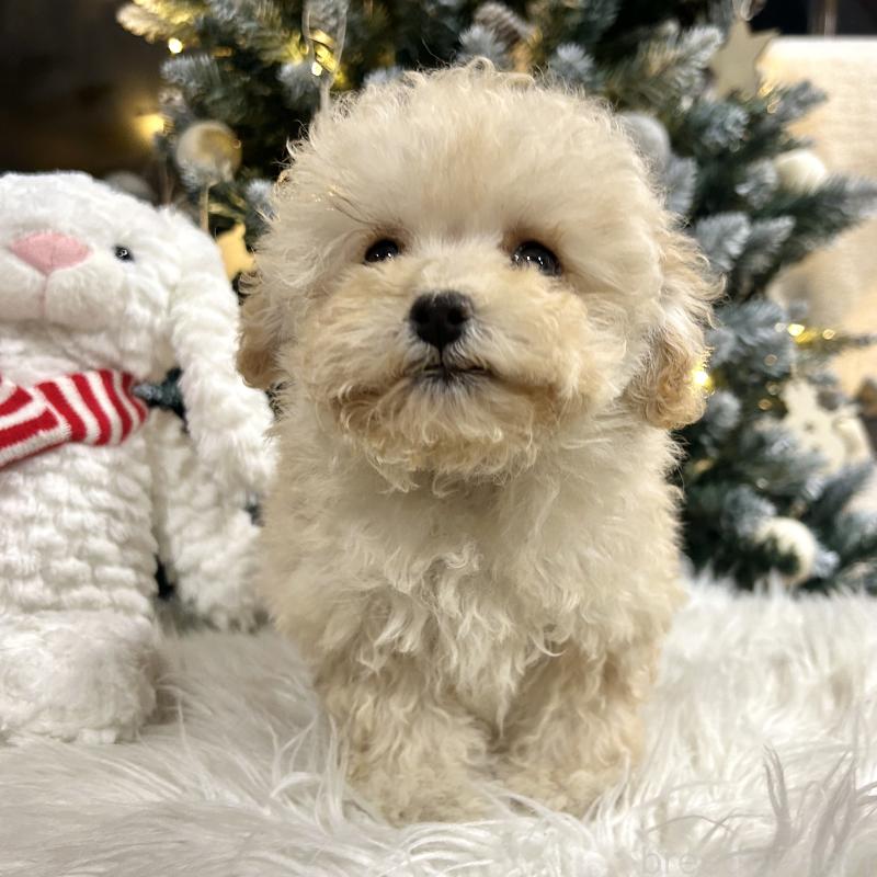 販売中の栃木県のマルプー:マルチーズ×トイプードル-434009の7枚目