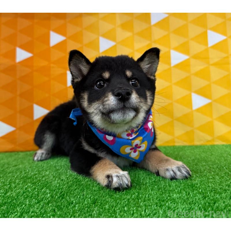 販売中の神奈川県の豆柴-433305