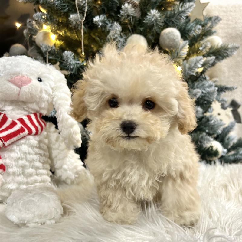 販売中の栃木県のマルプー:マルチーズ×トイプードル-434009の6枚目