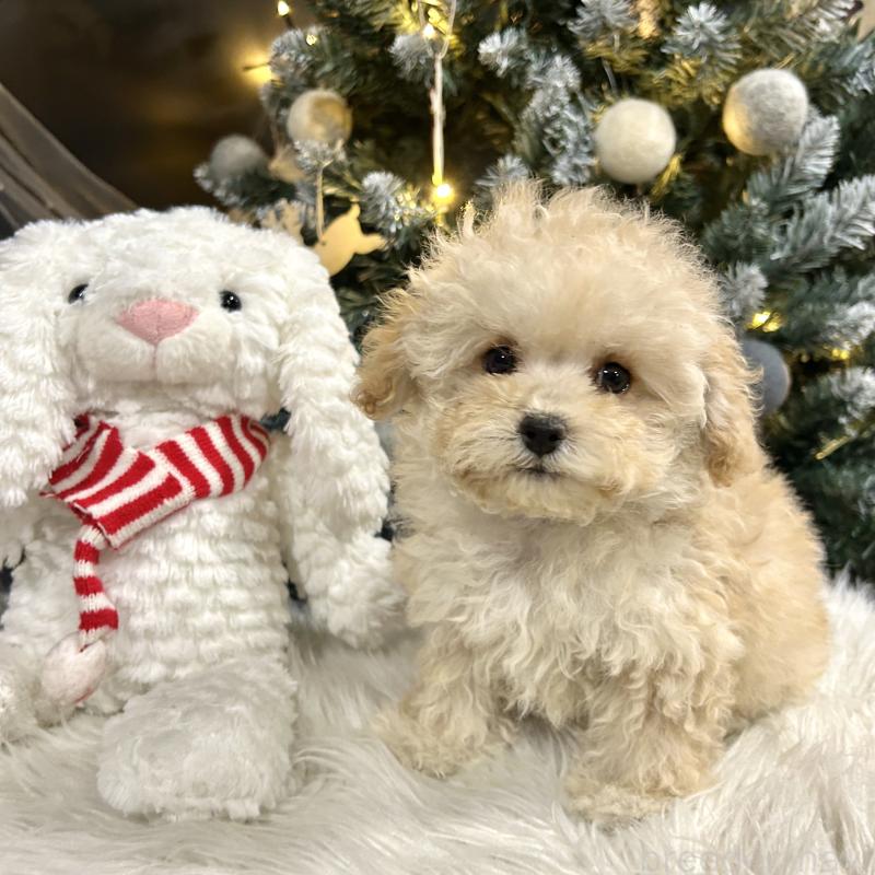 販売中の栃木県のマルプー:マルチーズ×トイプードル-434009の5枚目