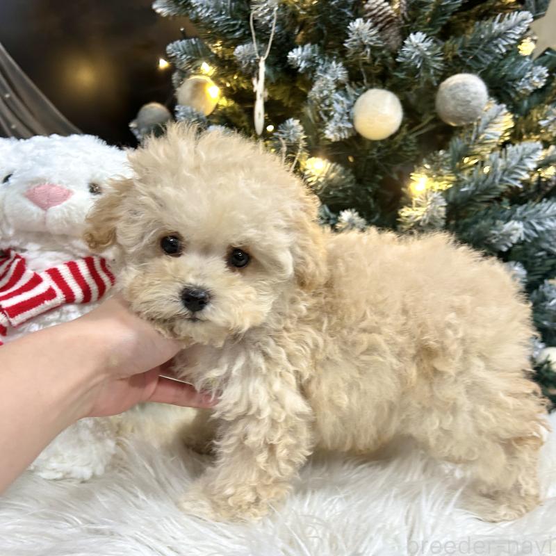 販売中の栃木県のマルプー:マルチーズ×トイプードル-434009の4枚目