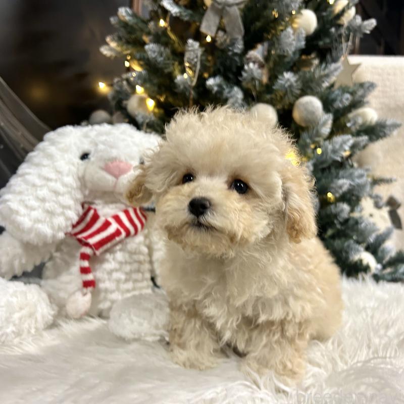 販売中の栃木県のマルプー:マルチーズ×トイプードル-434009の3枚目