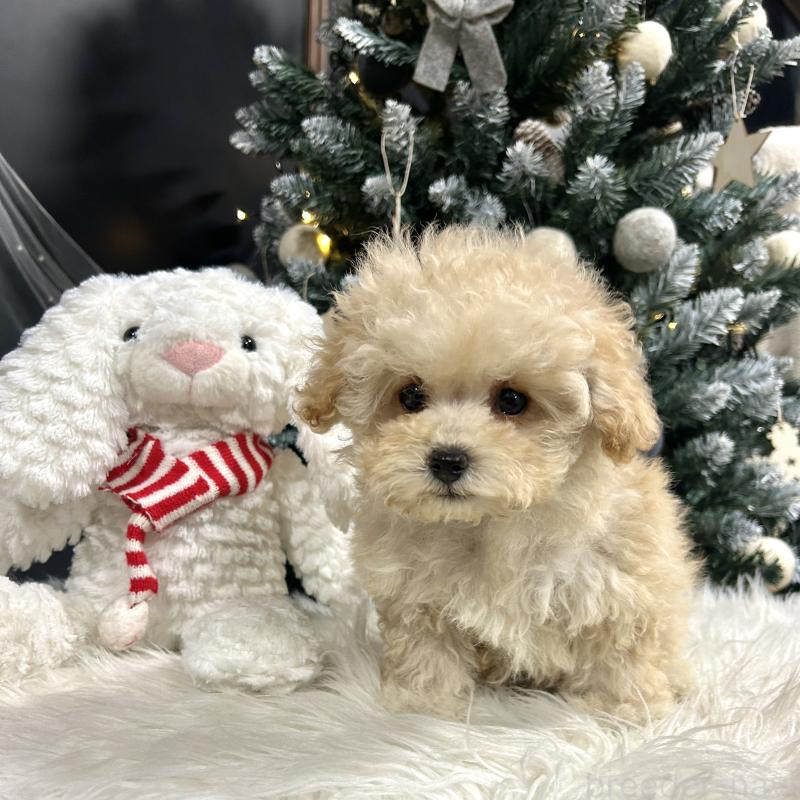 販売中の栃木県のマルプー:マルチーズ×トイプードル-434009の2枚目