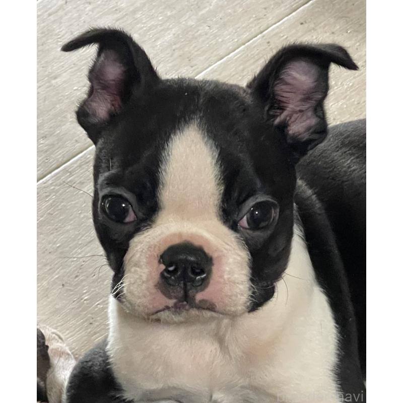 販売中の岡山県のボストンテリア-420781の4枚目