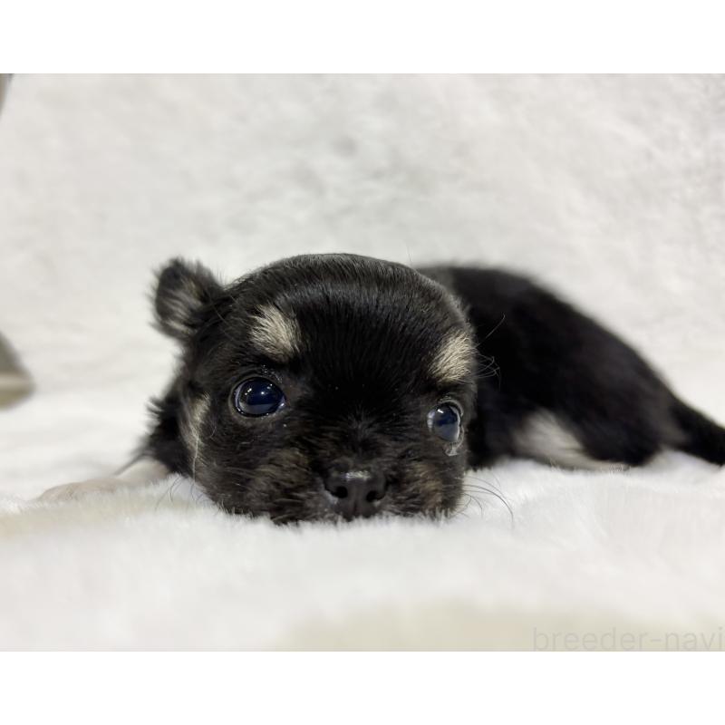 成約済の千葉県のチワワ(ロングコート)-430928の24枚目