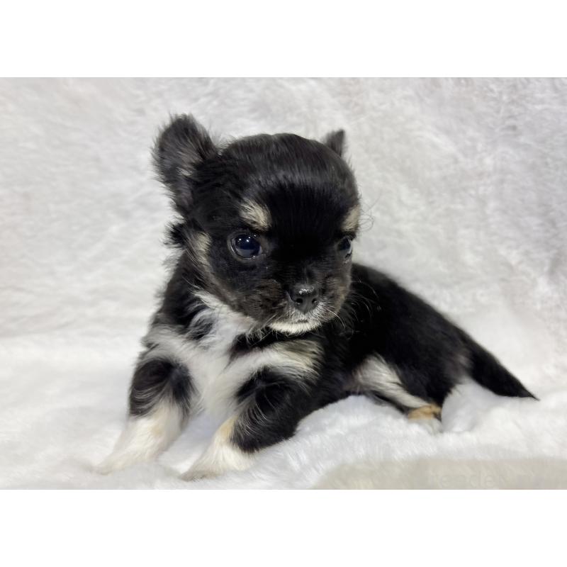 成約済の千葉県のチワワ(ロングコート)-430928の23枚目