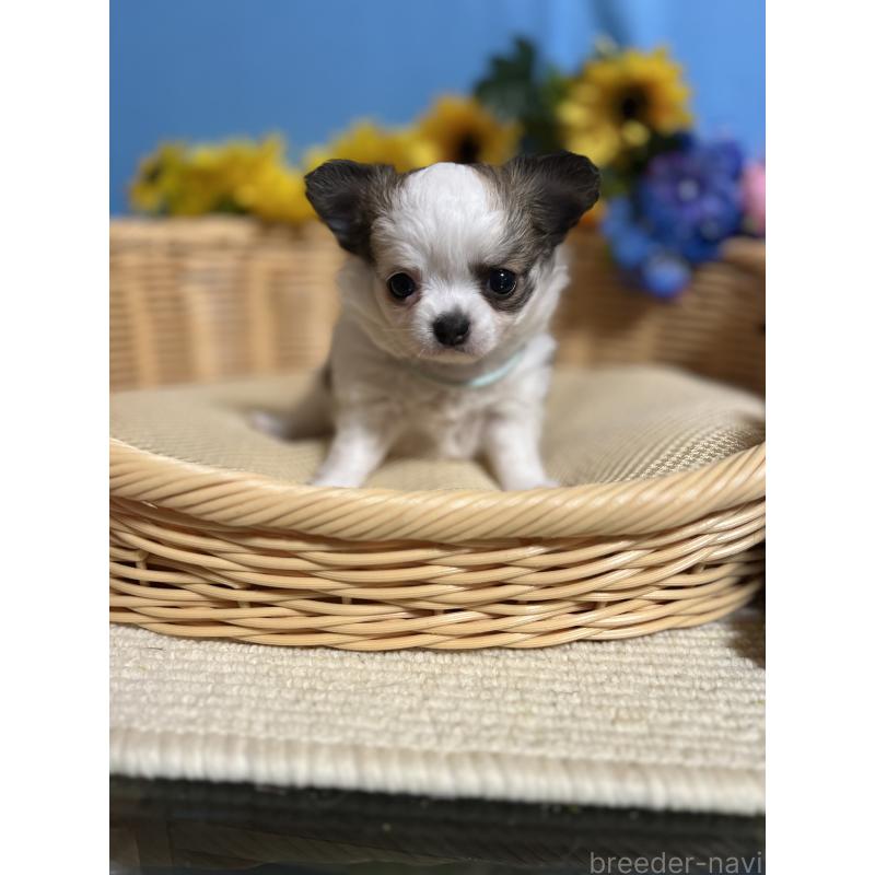 販売中の福岡県のチワワ(ロングコート)-434008の7枚目