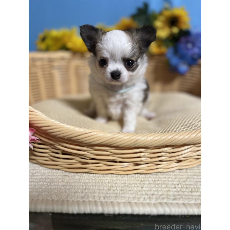 販売中の福岡県のチワワ(ロングコート)-434008の6枚目