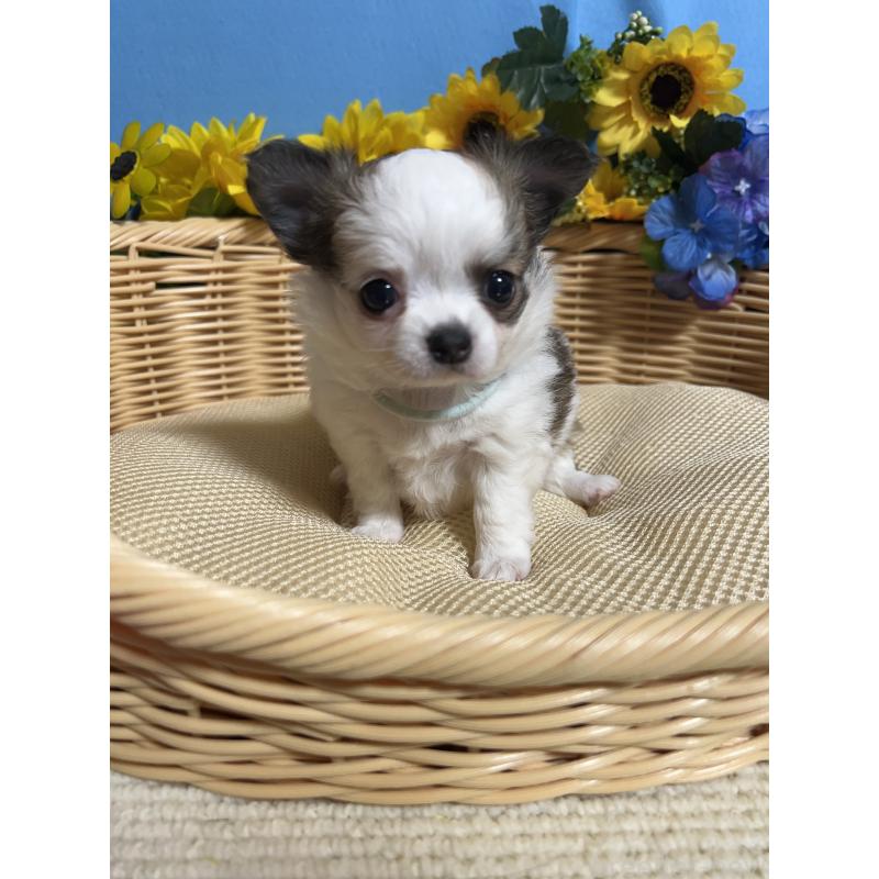 販売中の福岡県のチワワ(ロングコート)-434008の5枚目