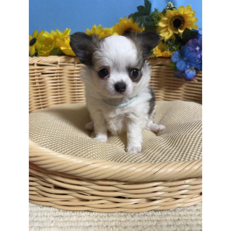 販売中の福岡県のチワワ(ロングコート)-434008の4枚目