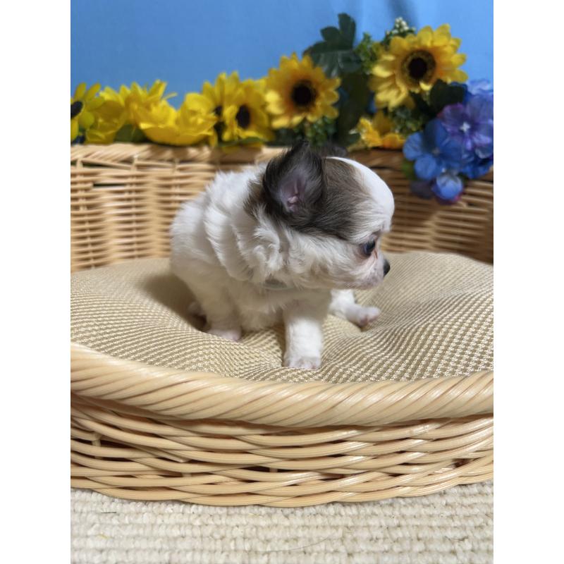 販売中の福岡県のチワワ(ロングコート)-434008の3枚目