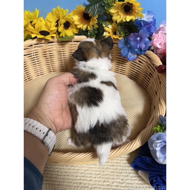 販売中の福岡県のチワワ(ロングコート)-434008の2枚目