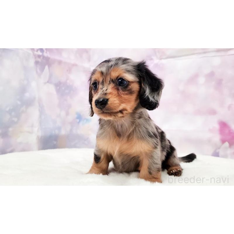 販売中の大阪府のカニンヘンダックスフンド(ロングヘアード)-434010の5枚目