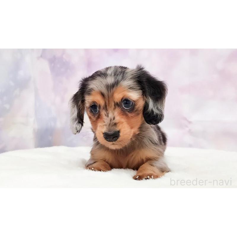 販売中の大阪府のカニンヘンダックスフンド(ロングヘアード)-434010の3枚目