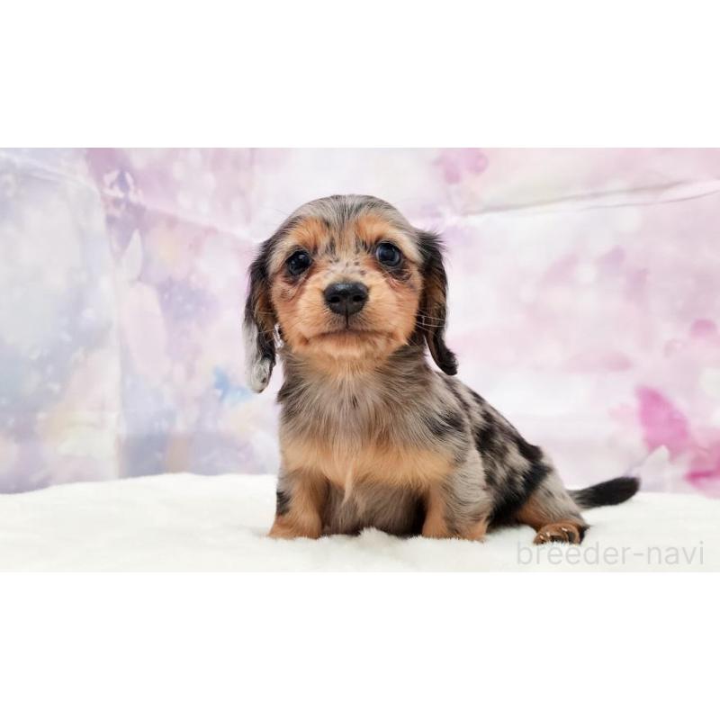 販売中の大阪府のカニンヘンダックスフンド(ロングヘアード)-434010の2枚目