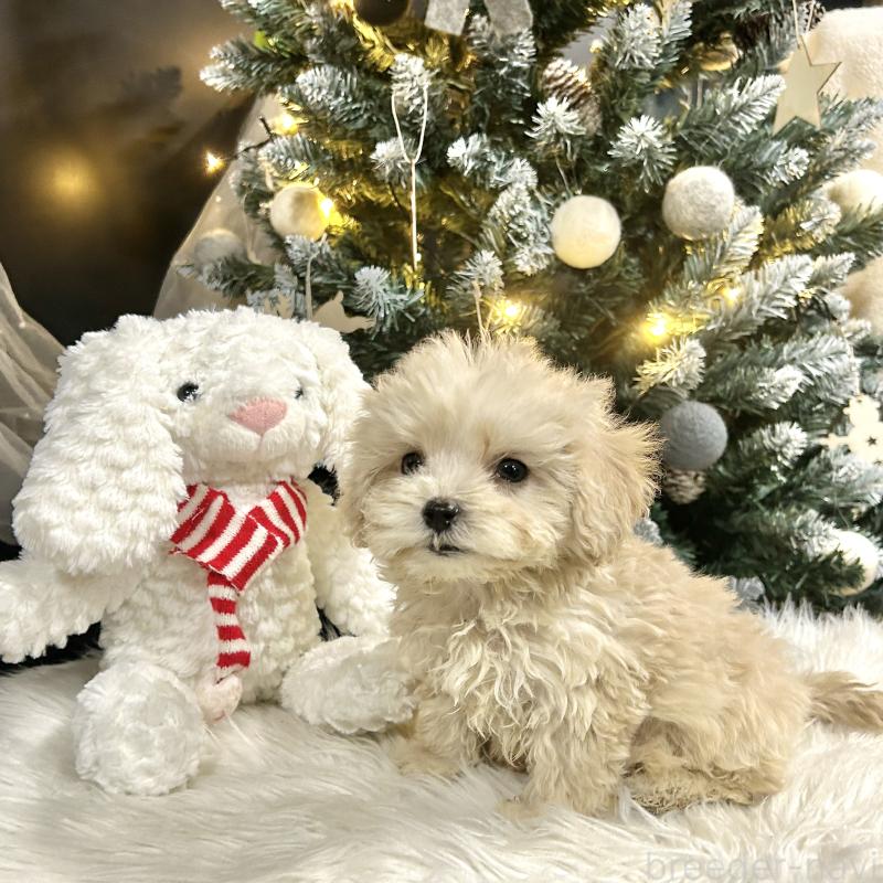 販売中の栃木県のマルプー:マルチーズ×トイプードル-434011の10枚目