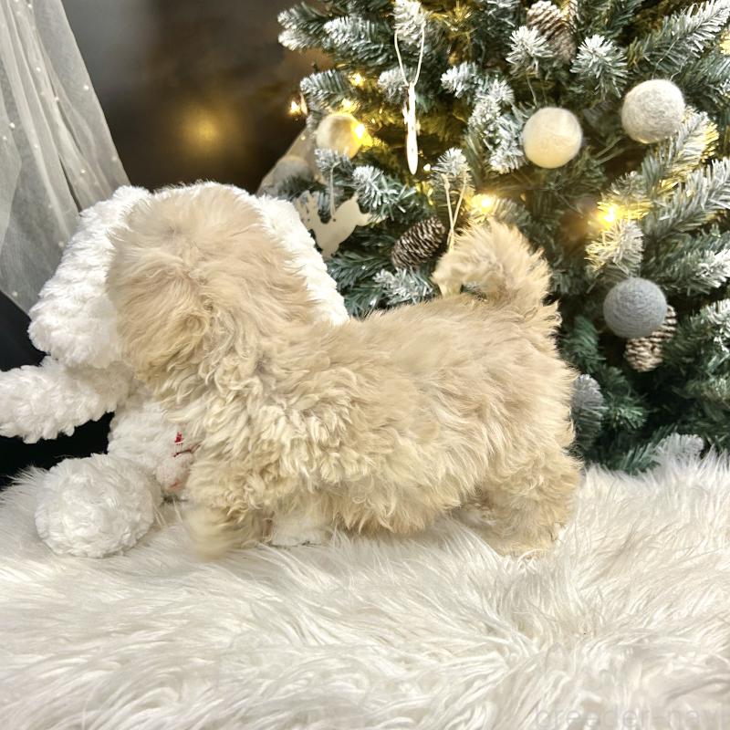 販売中の栃木県のマルプー:マルチーズ×トイプードル-434011の9枚目