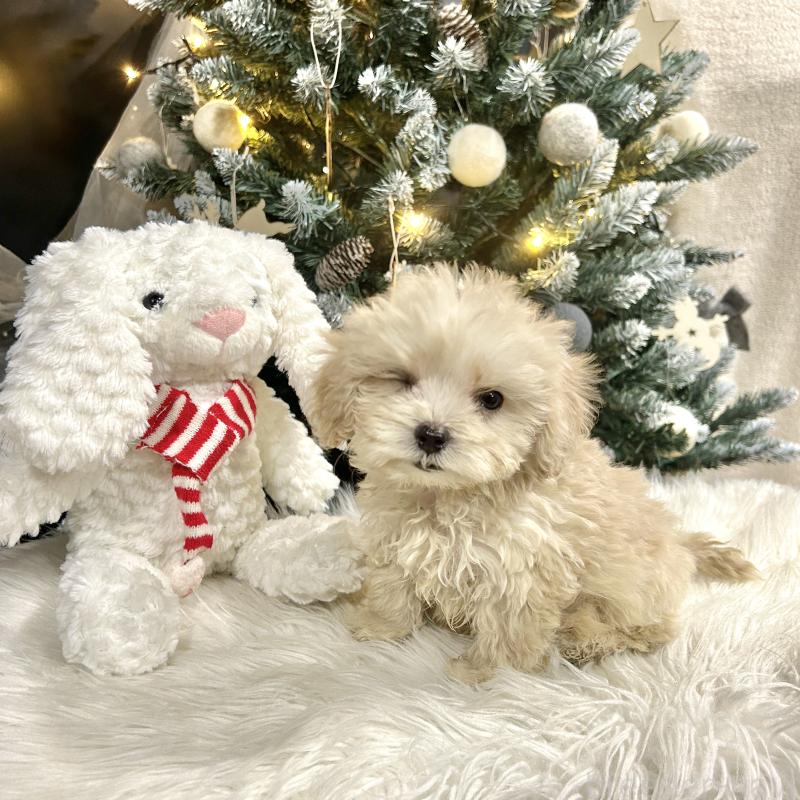 販売中の栃木県のマルプー:マルチーズ×トイプードル-434011の8枚目