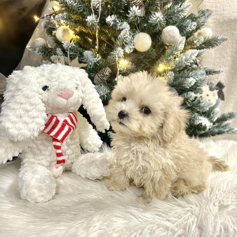 販売中の栃木県のマルプー:マルチーズ×トイプードル-434011の7枚目