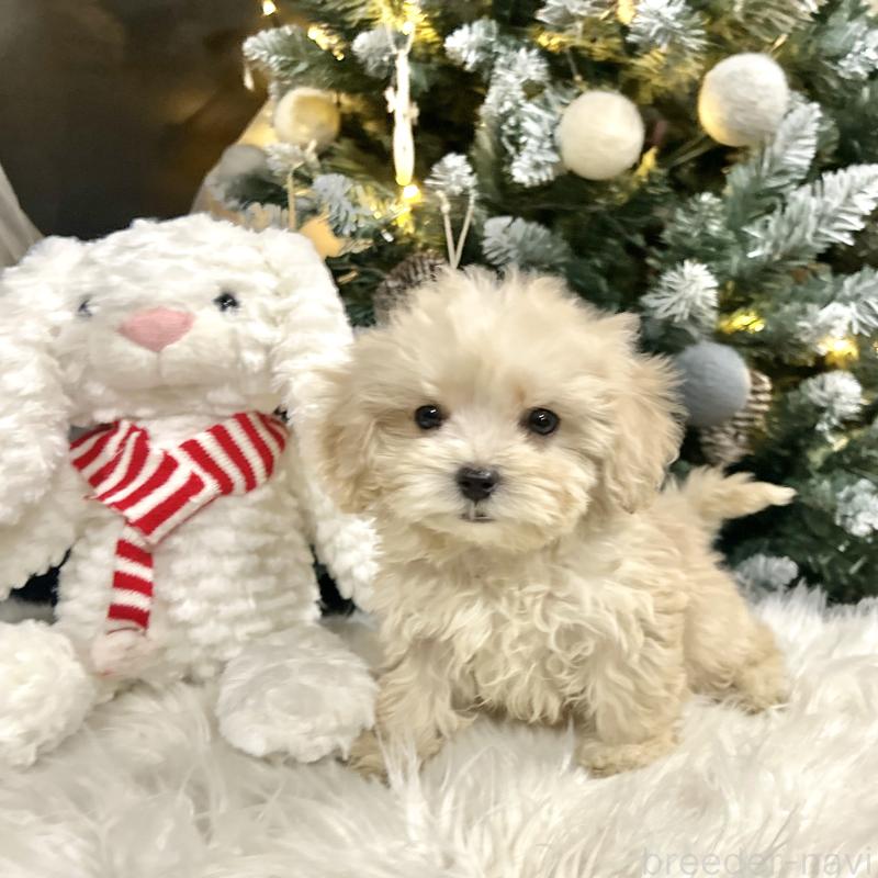 販売中の栃木県のマルプー:マルチーズ×トイプードル-434011の6枚目