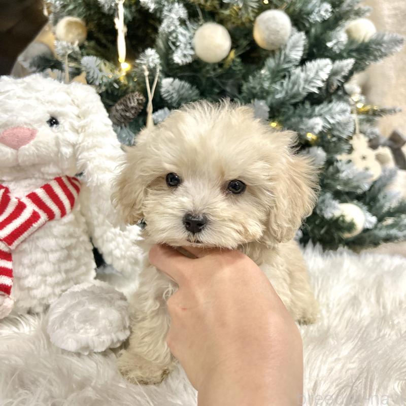 販売中の栃木県のマルプー:マルチーズ×トイプードル-434011の5枚目