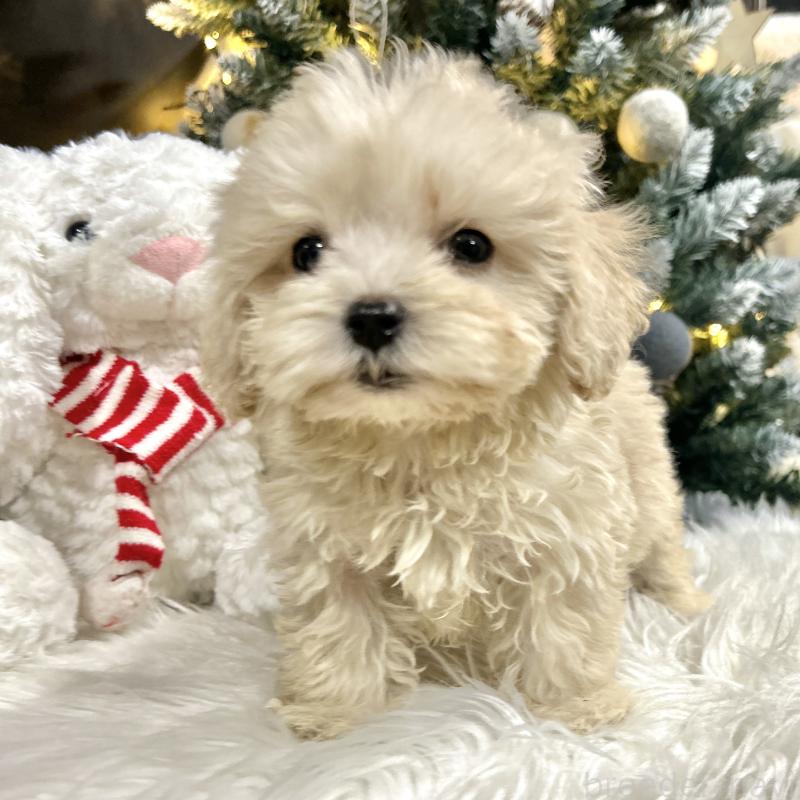 販売中の栃木県のマルプー:マルチーズ×トイプードル-434011の4枚目